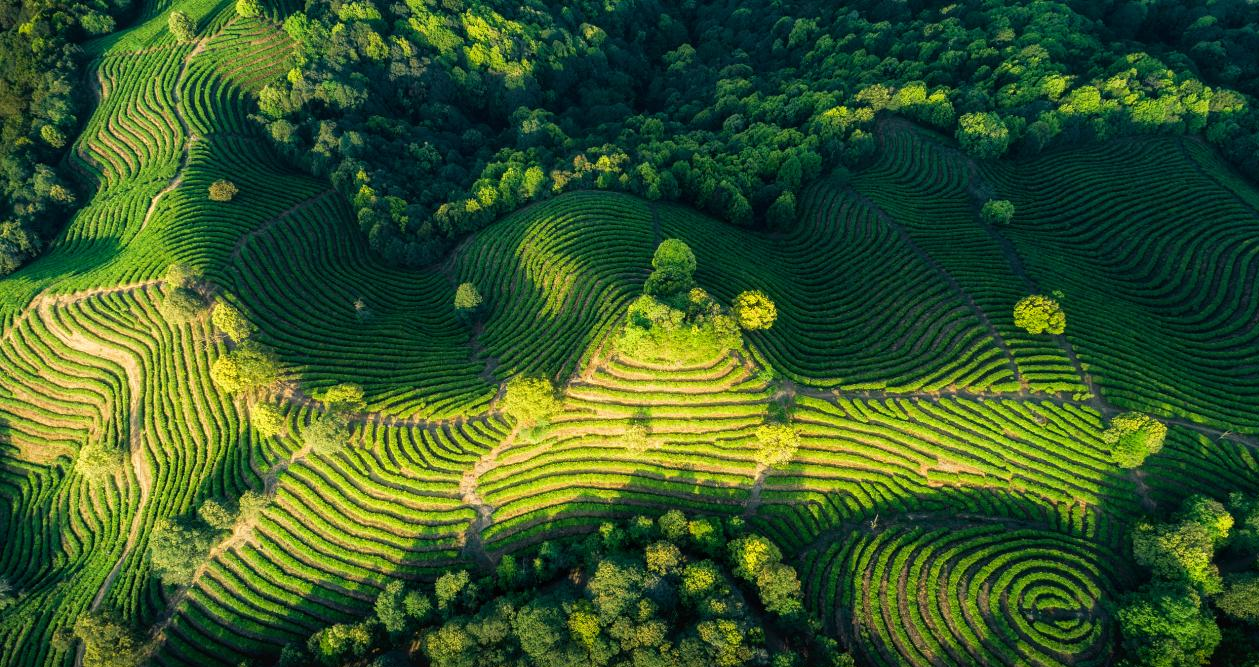 杭州美景——龙井茶园