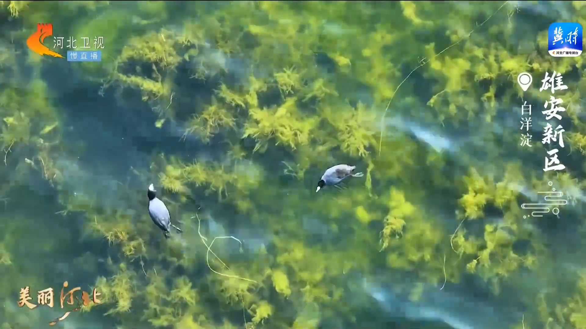 【微直播】美丽河北丨春游白洋淀 看灵动水鸟 赏自然之美 这么近 那么美 周末到河北