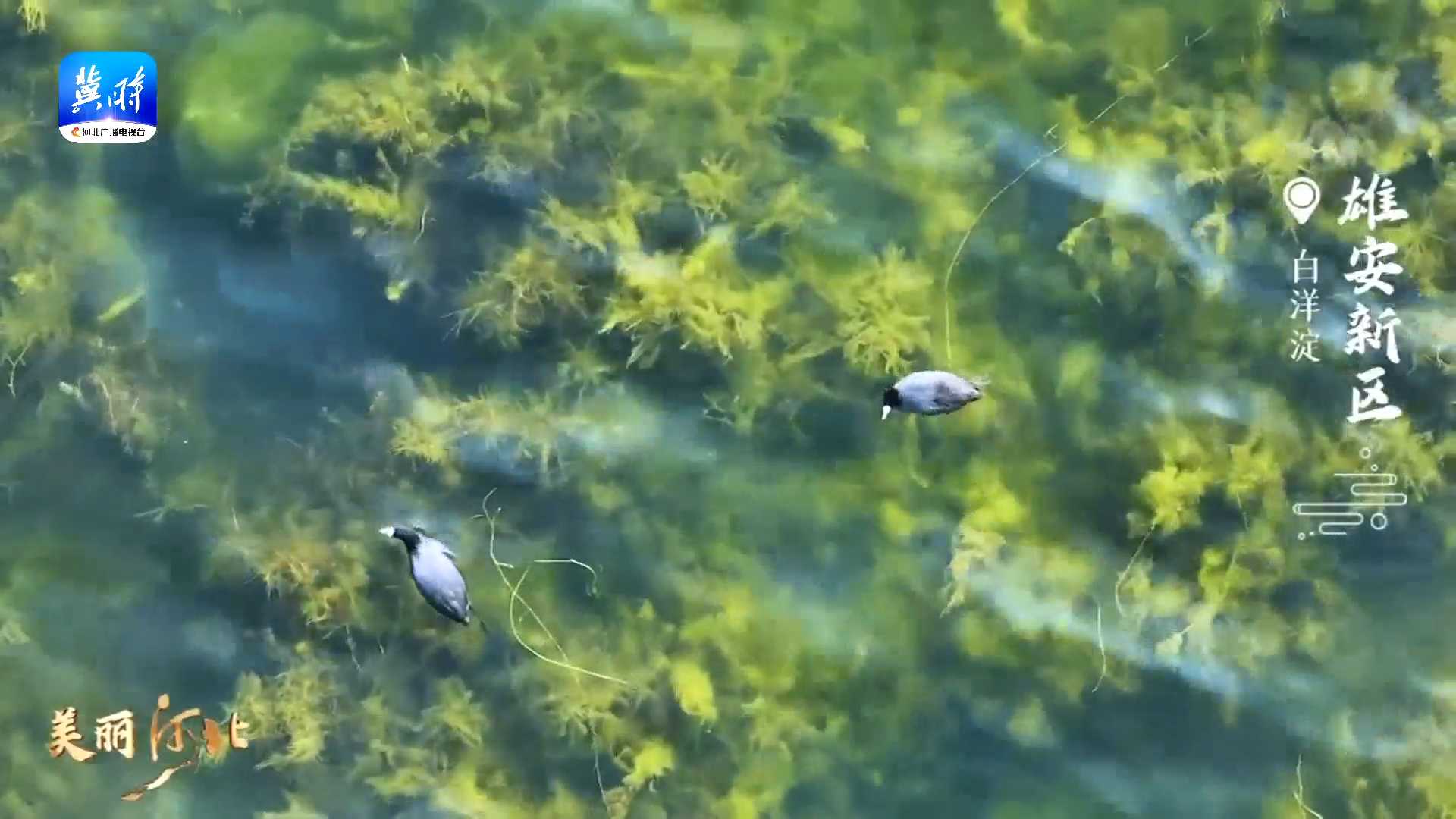 【美丽河北】这么近 那么美 周末到河北丨春到雄安满目新  蓝绿交织入画来