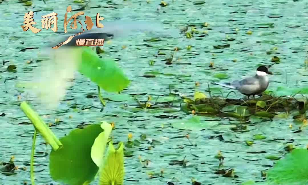 动海报｜美丽河北慢直播·雄安新区白洋淀