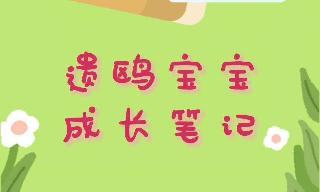 遗鸥频道丨遗鸥宝宝成长笔记：主打一个想快点长大~