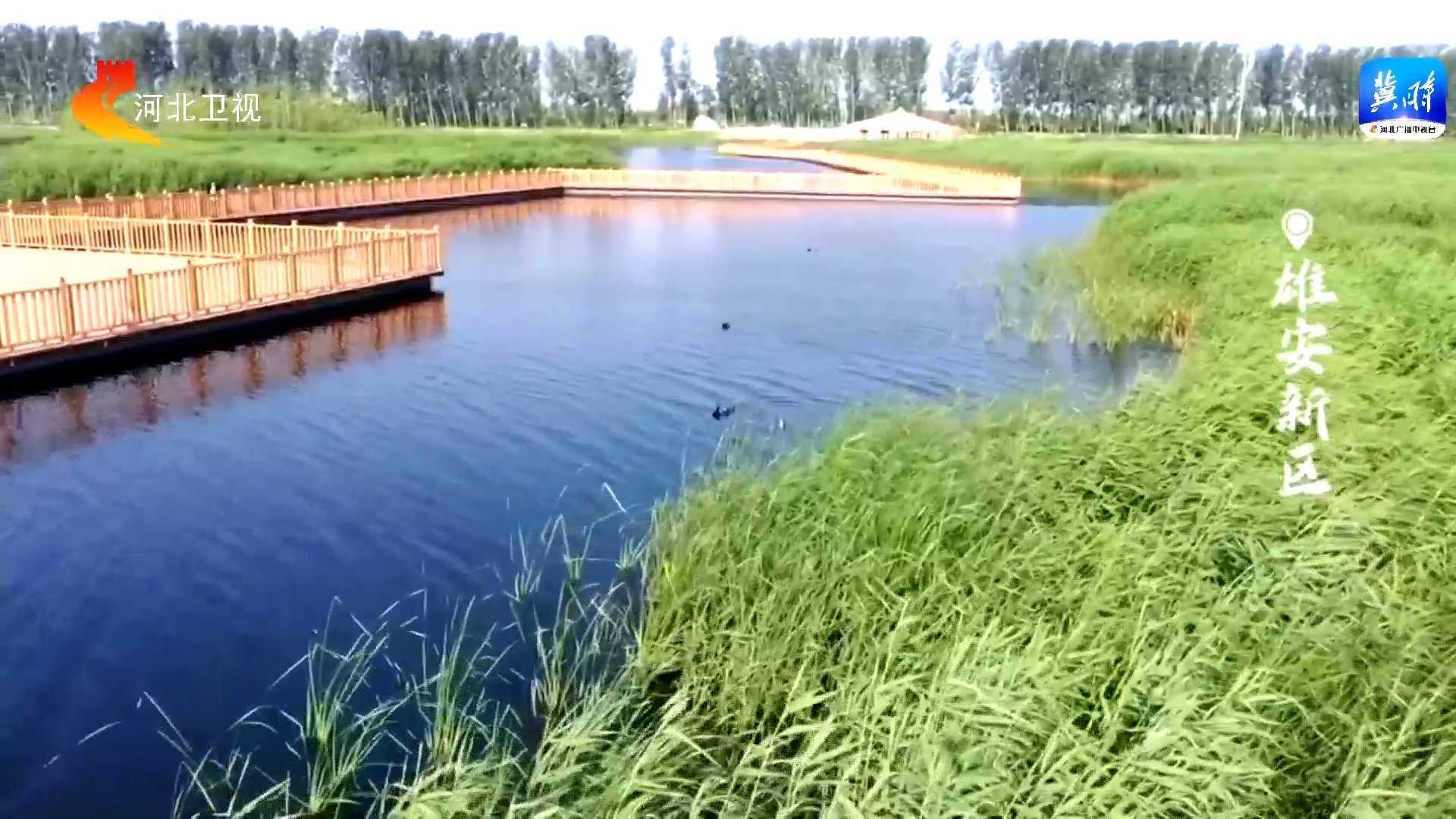 【美丽河北】这么近，那么美，周末到河北丨去河湖淀泊 感受候鸟嬉戏的灵动与惬意