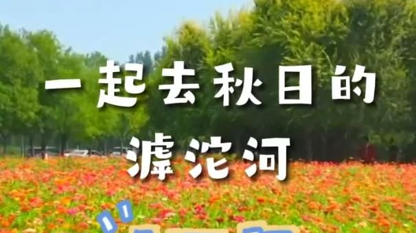 【微视频】“十一”去哪儿 | 太美了！石家庄这片花海，你还没去打卡吗？