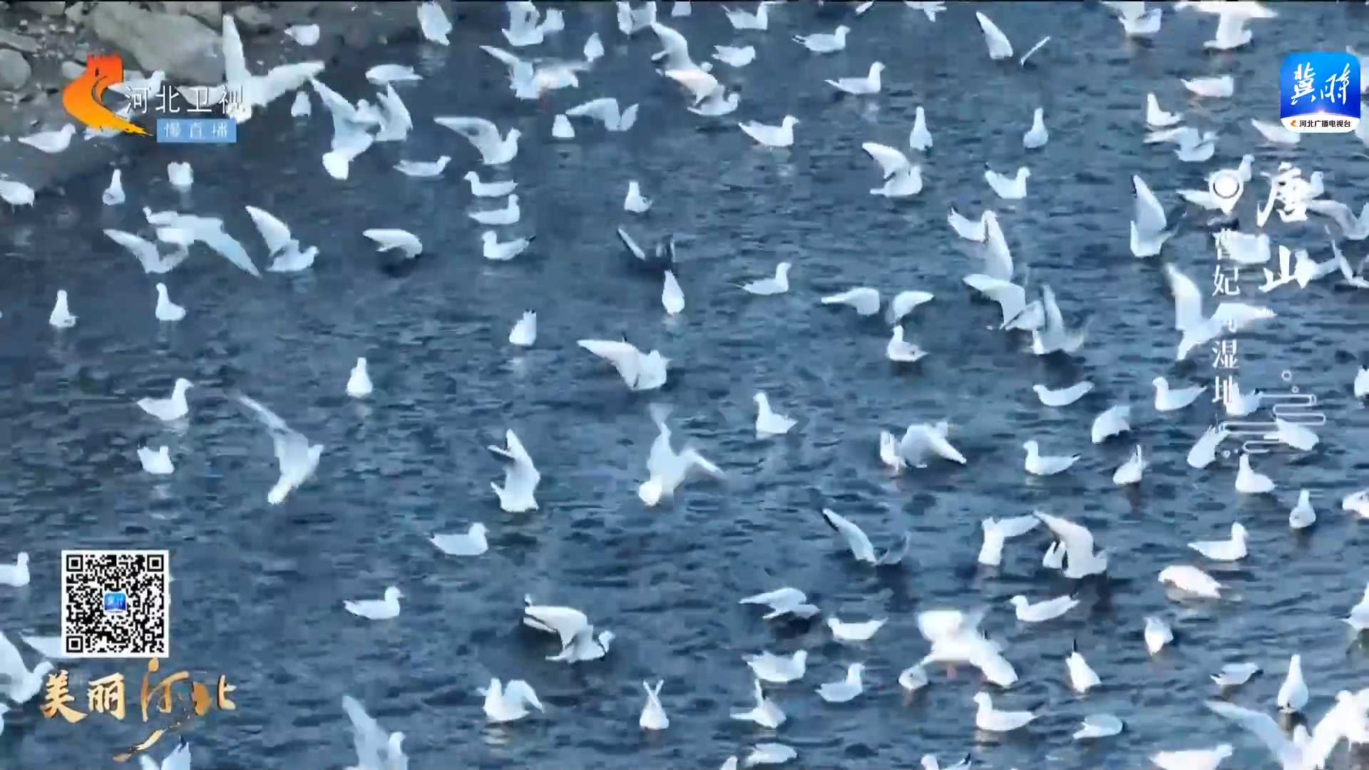美丽河北慢直播丨大港湿地群鸟飞翔，让你一次看个够~ 清晨 2023/11/28 # 这么近，那么美，周末到河北