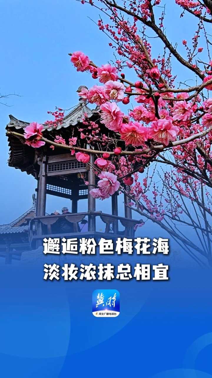 花漾河北丨邂逅粉色梅花海，淡妆浓抹总相宜