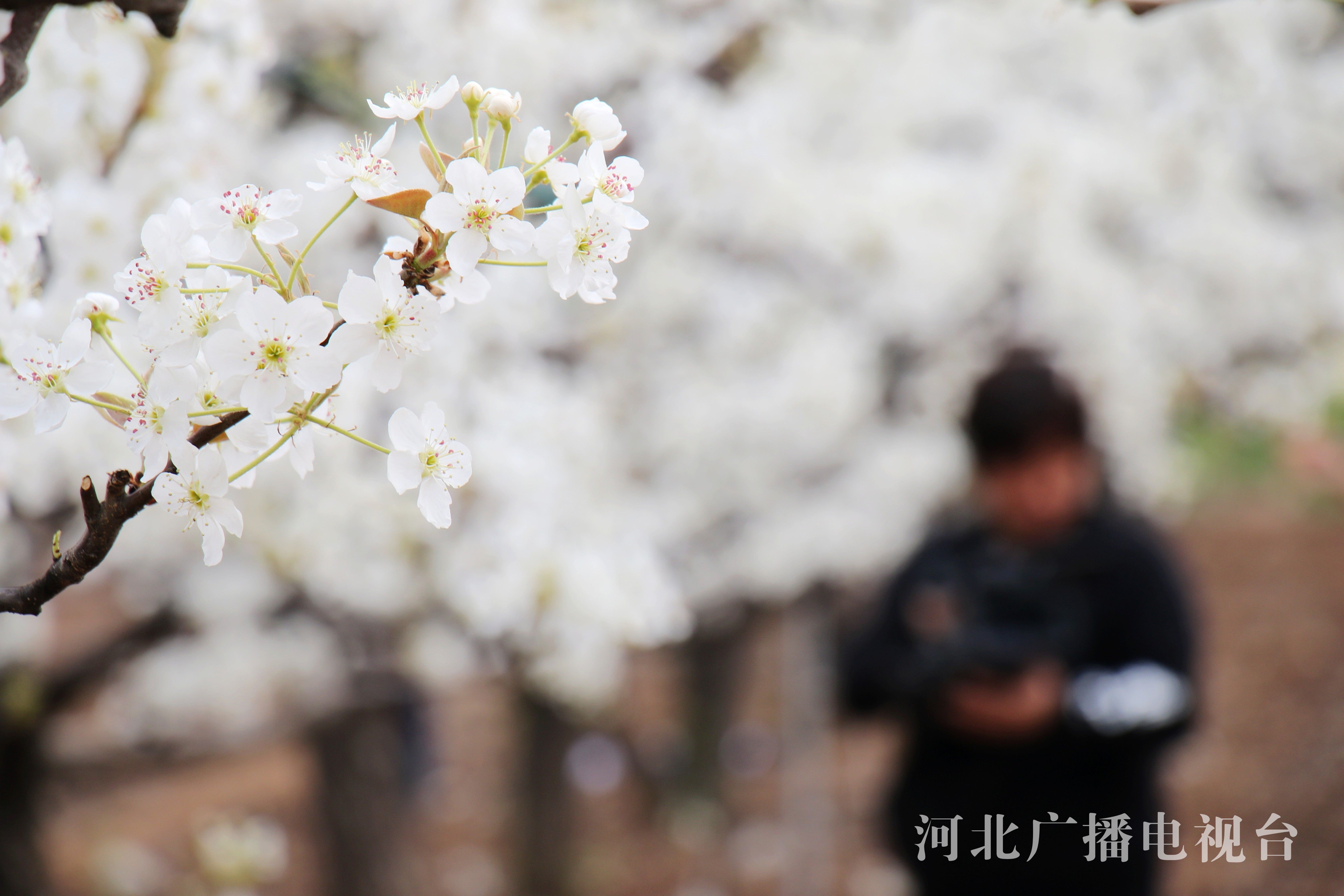河北广平：春日梨花开 赏花正当时