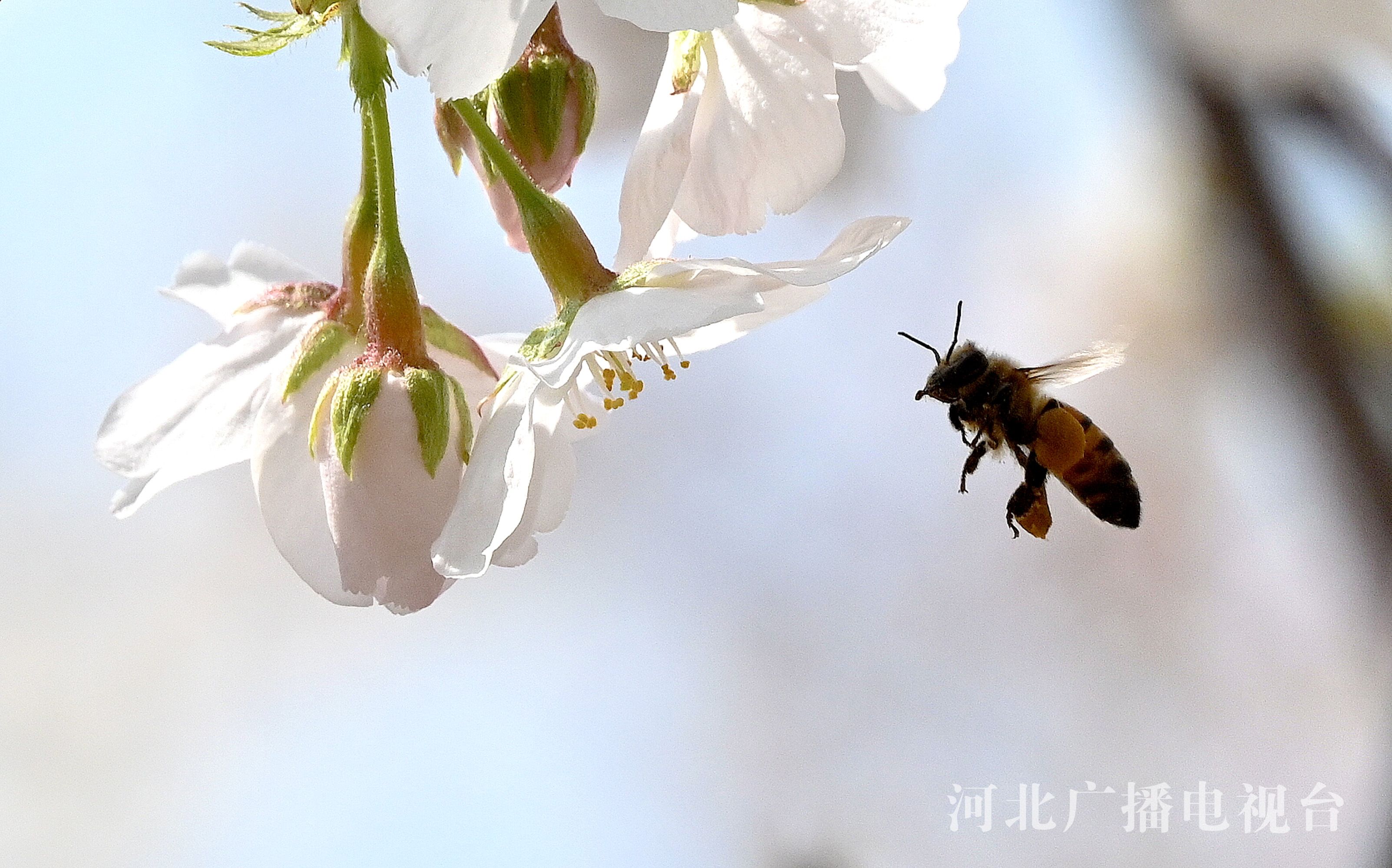 邯郸：樱花烂漫春光美