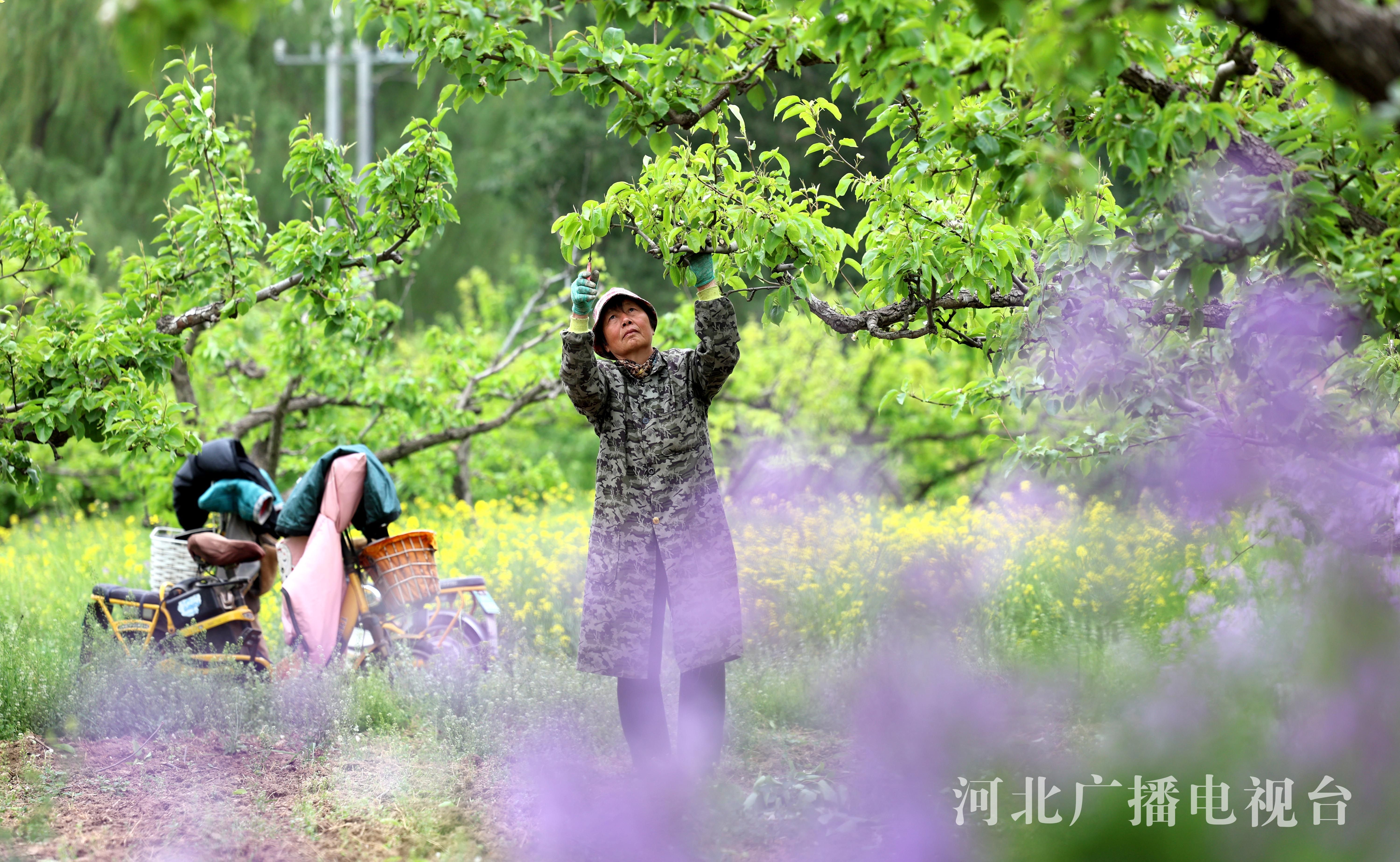 石家庄晋州：谷雨至 疏果忙