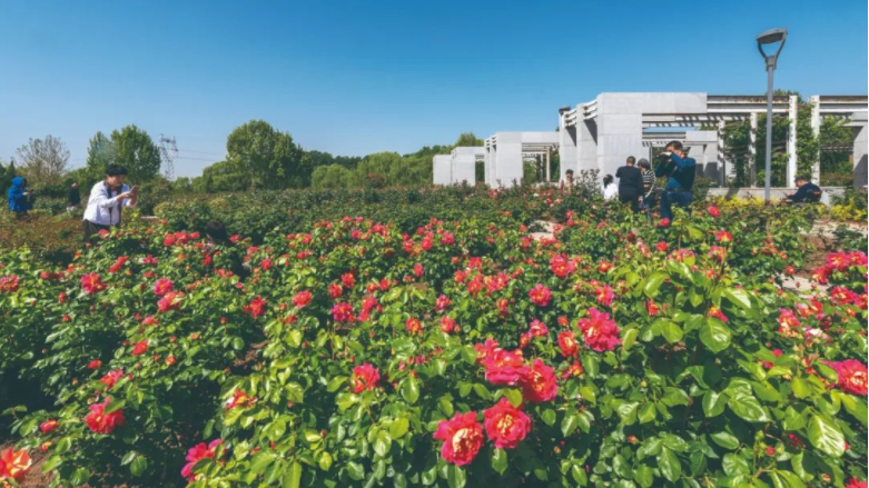 石家庄市植物园近百种月季花竞相开放，演绎初夏浪漫满园