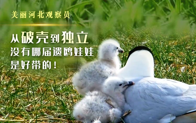 遗鸥频道丨从破壳到独立，没有哪届遗鸥娃娃是好带的！！