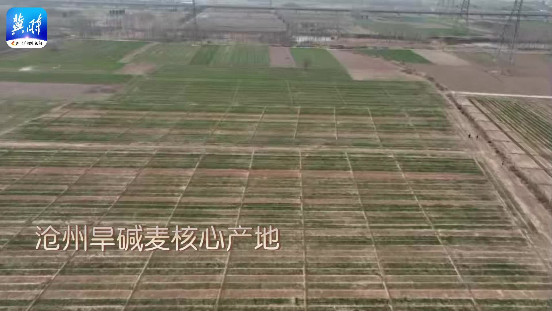 【备战三夏】一颗种子“唤醒”盐碱地
