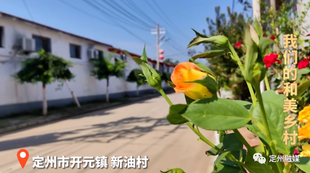 新油村：以月季花为媒，文化润民！