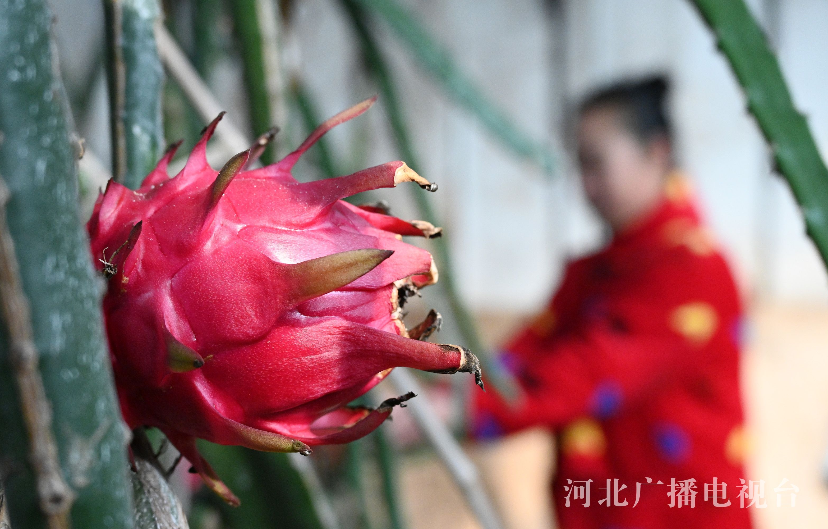 河北邯郸：大雪将至农事忙