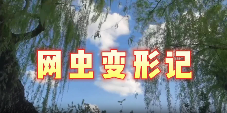 网虫变形记