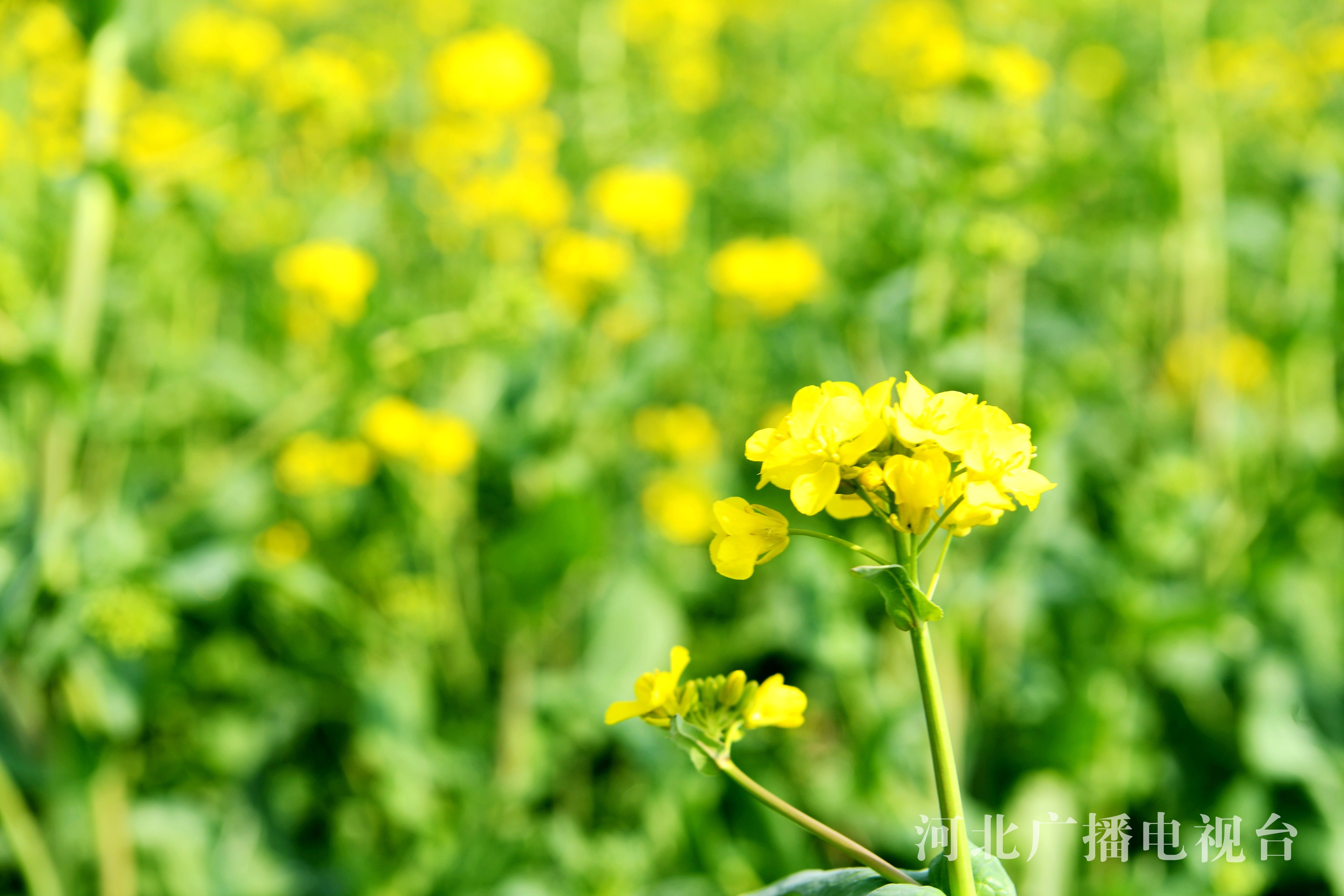 河北广平：油菜花开正好 乐享春日时光