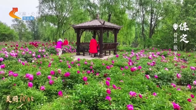 美丽河北见证官李武勇作品欣赏丨狼牙山芍药花海邀你共赴浪漫之约！