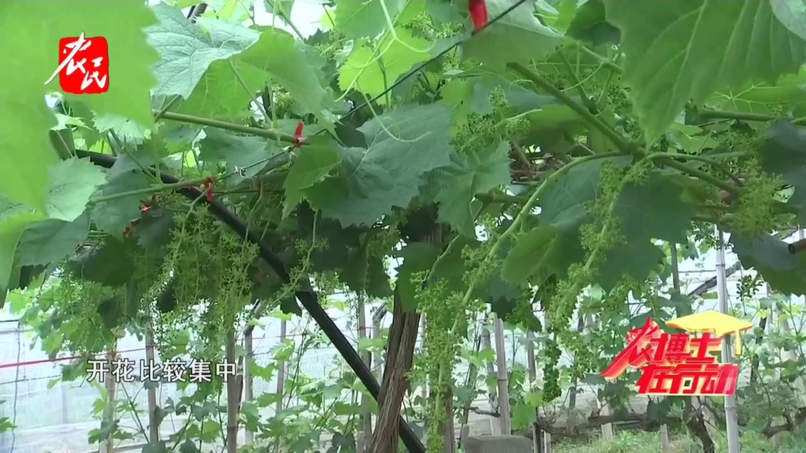 农博士在行动20230526