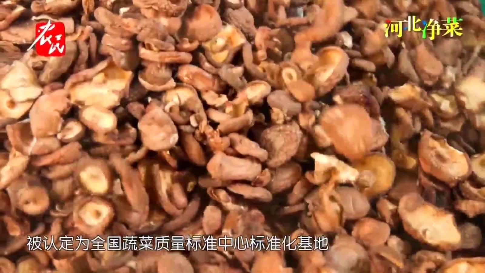 走进美丽乡村20250301