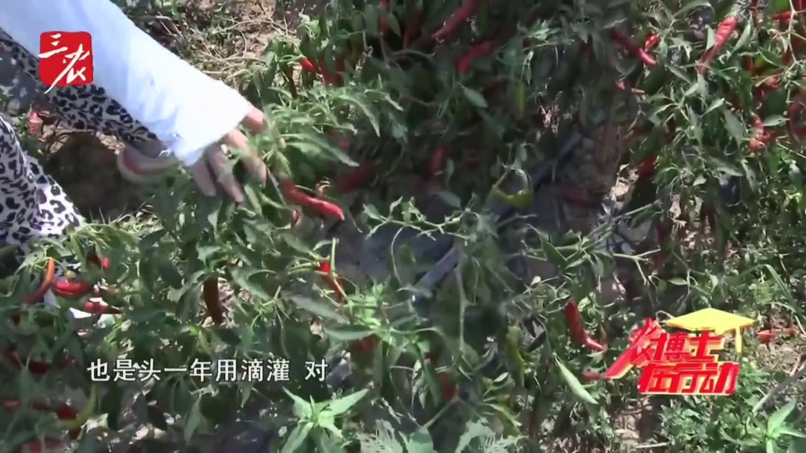 农博士在行动20250910